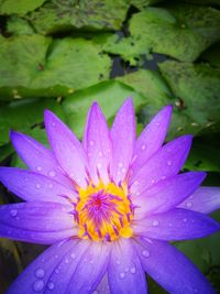 Close-up of wet purple water lily