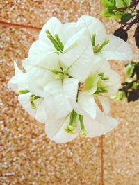 Close-up of white flower