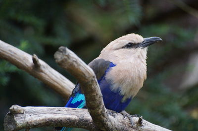 Close-up of kingfisher perching on branch