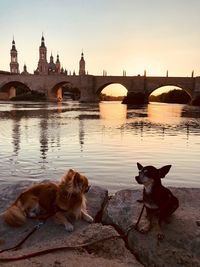 Horses sitting on bridge over river against sky during sunset