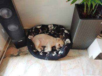 High angle view of dog relaxing at home