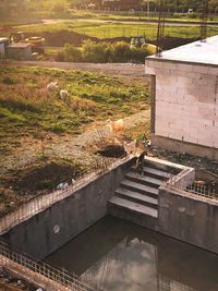 High angle view of bird on railing