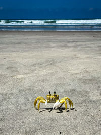 View of horse on beach