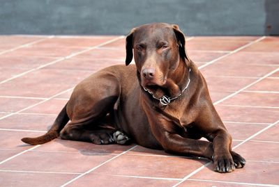 Dog sitting on floor