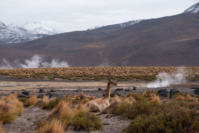 Vicuñas in the el tatio geyser field, chile