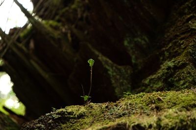 Close-up of moss growing on tree