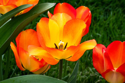 Close-up of orange flowering plant