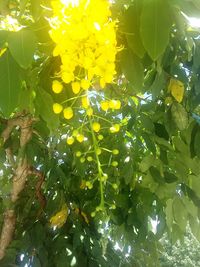 Close-up of fruit tree