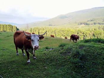 Cows grazing in field