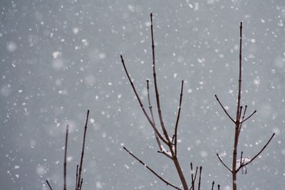 Close-up of wet tree during winter