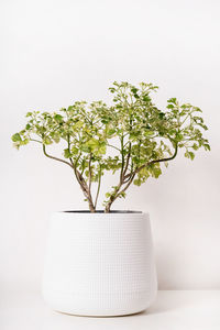 Close-up of potted plant on table