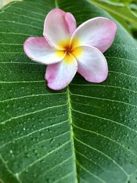 Close-up of pink flower with green leaves