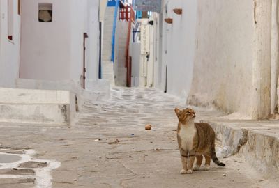 Cat living in mykonos town at early morning