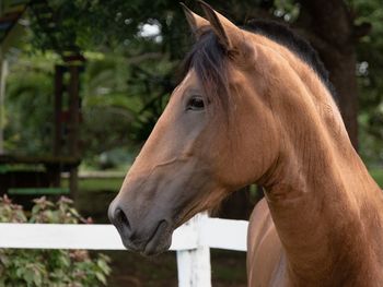 Close-up of horse in ranch