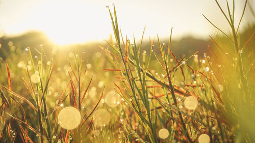 Close-up of grass growing on field against bright sun