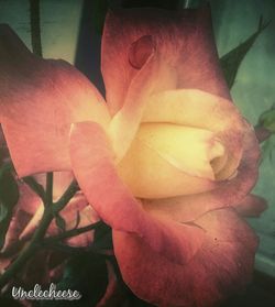 Close-up of pink rose