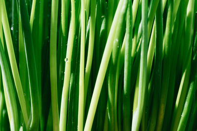 Full frame shot of plant stems