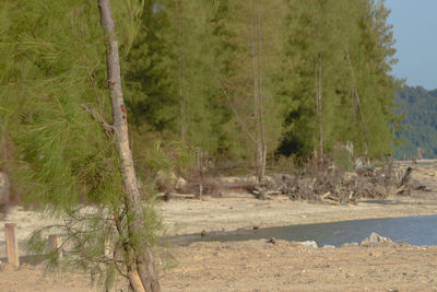 Scenic view of trees growing in forest