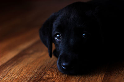 Portrait of black labrador puppy relaxing on hardwood floor