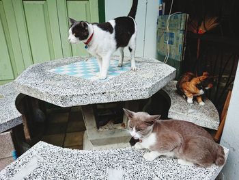 Portrait of dog sitting in cat
