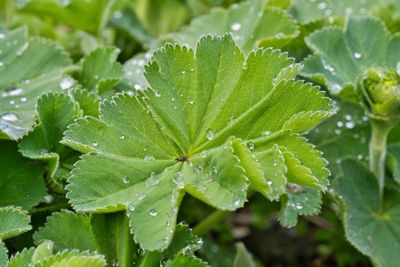 Close-up of wet plant leaves