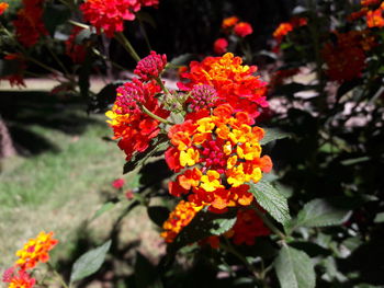 Close-up of orange flowers blooming outdoors