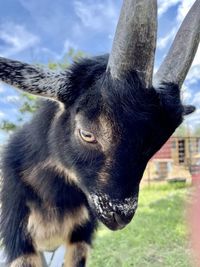 animal