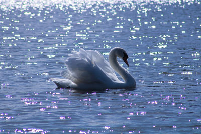 Swan swimming in lake 