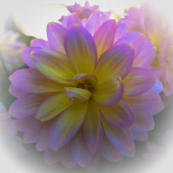 Close-up of purple dahlia