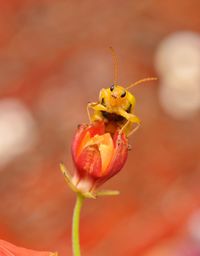 Close-up of insect on flower