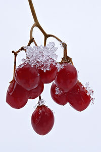 Close-up of wet red berries against white background