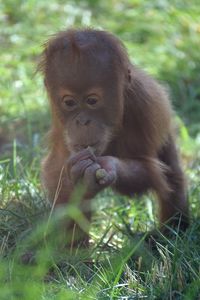 Monkey looking away on field