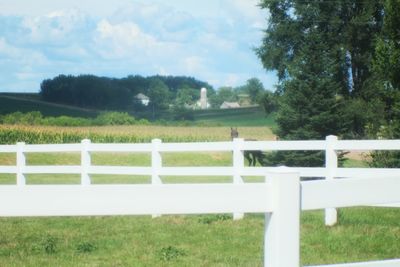 Cows grazing on grassy field