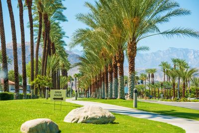 Palm trees in park against sky