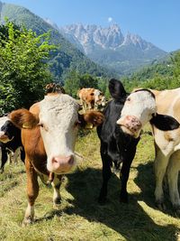 Cows standing in field