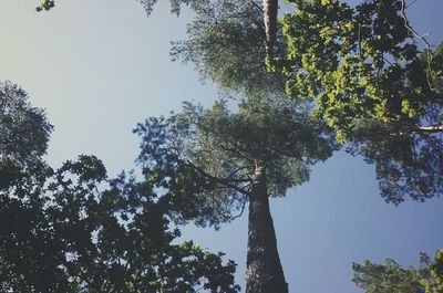 Low angle view of trees