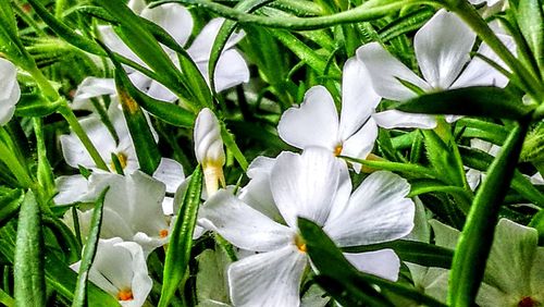 Close-up of white flowers blooming outdoors