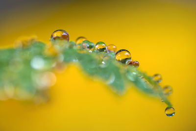 Close-up of water drops on multi colored background