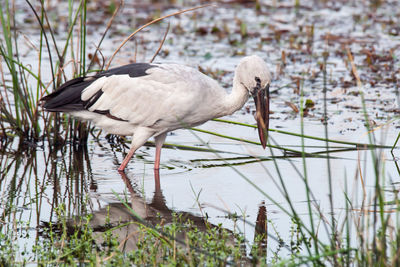 View of birds on lakeshore