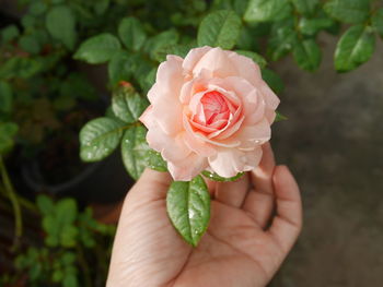 Close-up of hand holding rose