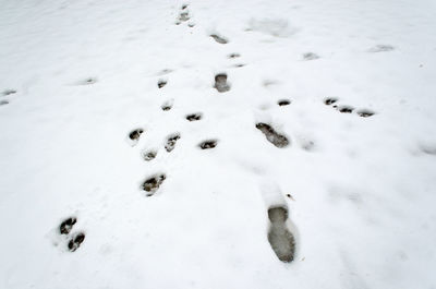 High angle view of starfish on snow during winter
