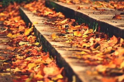 Surface level of dry leaves fallen on steps