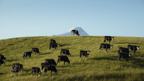 Horses in a field