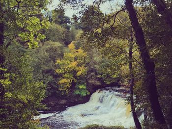 Stream flowing through forest