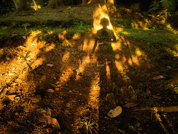 Shadow of cat on grass