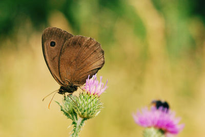 Close-up of butterfly perching on flower