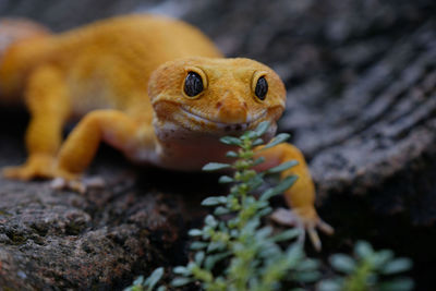 Close-up of lizard on rock