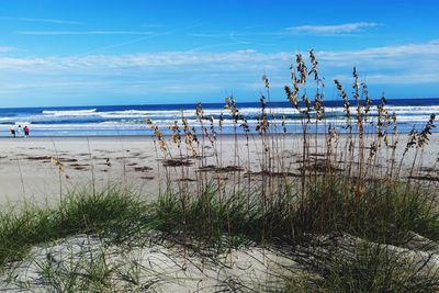 Plants growing at beach against blue sky on sunny day