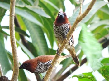 Close-up of bird perching on branch