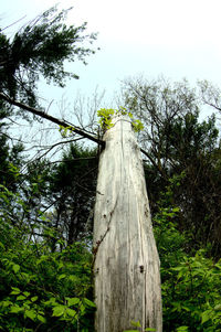 Low angle view of wooden post in forest against sky